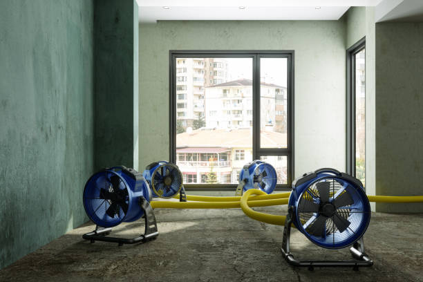 Best Water damage restoration experts  in St Petersburg, FL